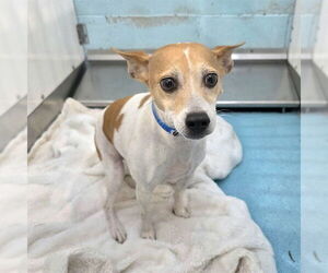 Chihuahua Dogs for adoption in Long Beach, CA, USA