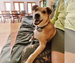 Small Mutt