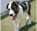 Small #2 Mutt