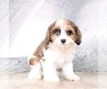 Small Photo #4 Cavapoo Puppy For Sale in MOUNT VERNON, OH, USA