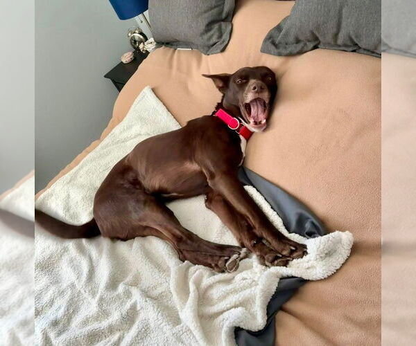 Medium Photo #17 Australian Kelpie-Unknown Mix Puppy For Sale in Canton, CT, USA