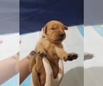 Small #10 Golden Retriever
