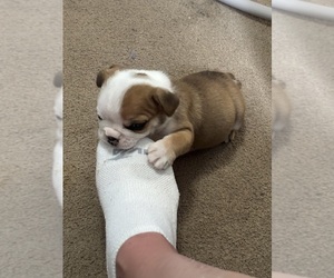 Medium English Bulldog