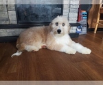 Small Photo #2 Bernedoodle-Poodle (Toy) Mix Puppy For Sale in BLACK FOREST, CO, USA