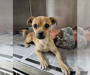 Chug Dogs for adoption in El Centro, CA, USA
