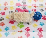 Small #2 Maltese-Poodle (Toy) Mix