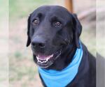 Small Mastiff Mix