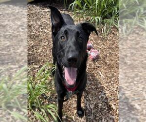 Medium German Shepherd Dog Mix