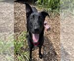 Small German Shepherd Dog Mix