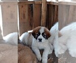 Puppy Puppy 2 Great Pyrenees-Saint Bernard Mix