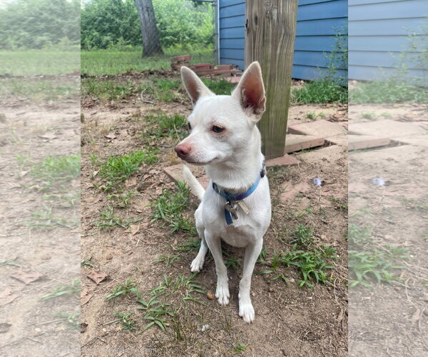 Medium Photo #2 Chihuahua-Unknown Mix Puppy For Sale in Social Circle, GA, USA