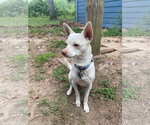 Small #1 Chihuahua Mix