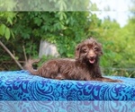 Image preview for Ad Listing. Nickname: Walnut
