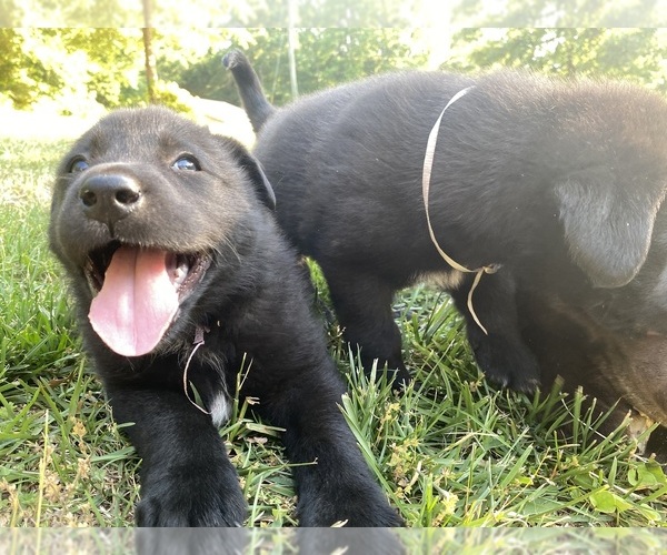 Medium Photo #4 Labrenees Puppy For Sale in ROYSTON, GA, USA