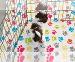 Small #3 ShihPoo