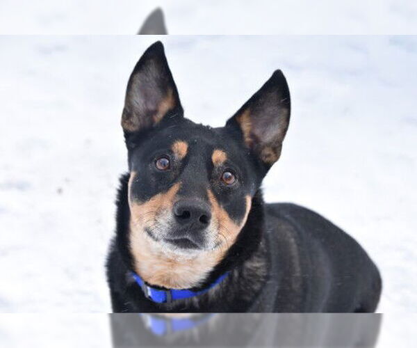 Medium Photo #10 Mutt Puppy For Sale in West Cornwall, CT, USA