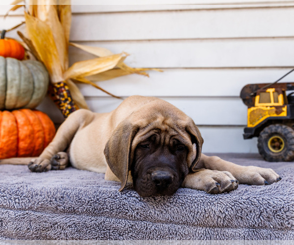 Medium Photo #7 Mastiff Puppy For Sale in WAKARUSA, IN, USA