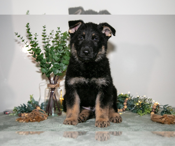 Medium Photo #1 German Shepherd Dog Puppy For Sale in SHIPSHEWANA, IN, USA