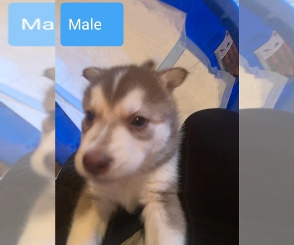 Medium Photo #4 Siberian Husky Puppy For Sale in RINGGOLD, GA, USA