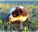 Small #3 Miniature Australian Shepherd