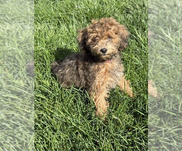 Medium Photo #5 ShihPoo Puppy For Sale in SALEM, OR, USA