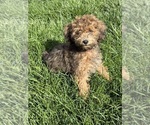 Small Photo #5 ShihPoo Puppy For Sale in SALEM, OR, USA