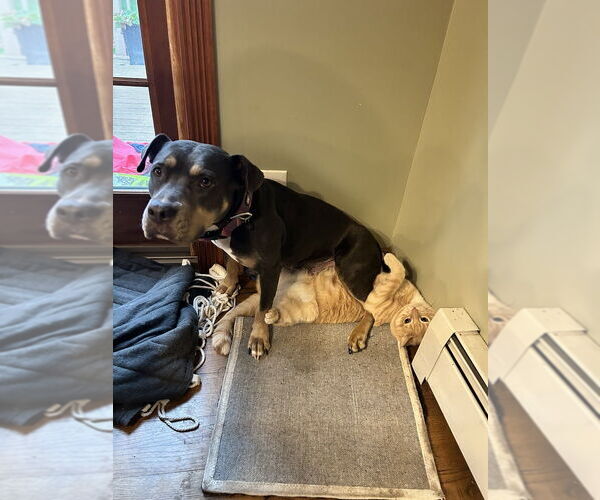 Medium Photo #2 American Staffordshire Terrier-Unknown Mix Puppy For Sale in Brewster, NY, USA
