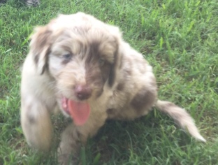 Aussiedoodle Puppy for sale in TYLER, TX, USA