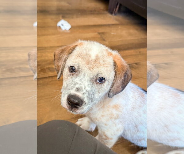 Medium Photo #2 Mutt Puppy For Sale in San Diego, CA, USA