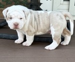 Puppy Bear American Bully