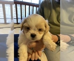 Small Photo #10 ShihPoo Puppy For Sale in WETUMPKA, AL, USA