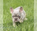 Small #3 French Bulldog