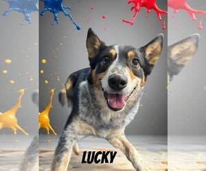 Lucky - Male Mutt Dog for Adoption - Photo #4