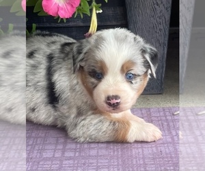 Miniature Australian Shepherd Puppy for Sale in FOYIL, Oklahoma USA