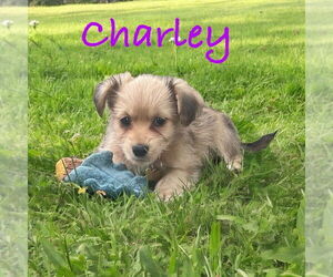 Maltese-Unknown Mix Dogs for adoption in Plymouth, MN, USA