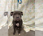 BOO BOO - Female American Bulldog Dog for Adoption - Small photo