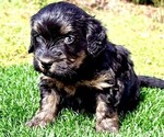 Puppy Thorn Miniature Bernedoodle