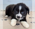 Small #3 Australian Shepherd