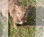 Small Photo #13 Mutt Puppy For Sale in Redmond, WA, USA