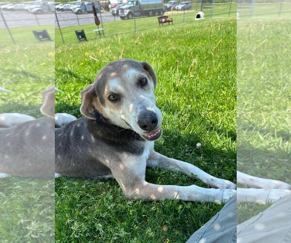 Medium Photo #1 Coonhound-Unknown Mix Puppy For Sale in Rootstown, OH, USA