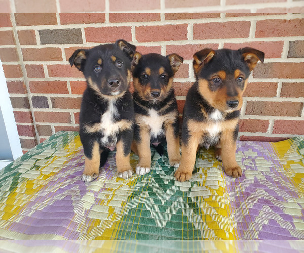 Medium Photo #3 English Shepherd-German Shepherd Dog Mix Puppy For Sale in ETNA GREEN, IN, USA