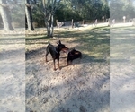 Small Photo #3 Doberman Pinscher Puppy For Sale in CONROE, TX, USA