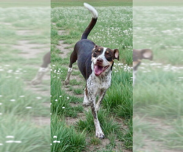 Medium Photo #3 Australian Kelpie-German Shorthaired Pointer Mix Puppy For Sale in Southbury, CT, USA