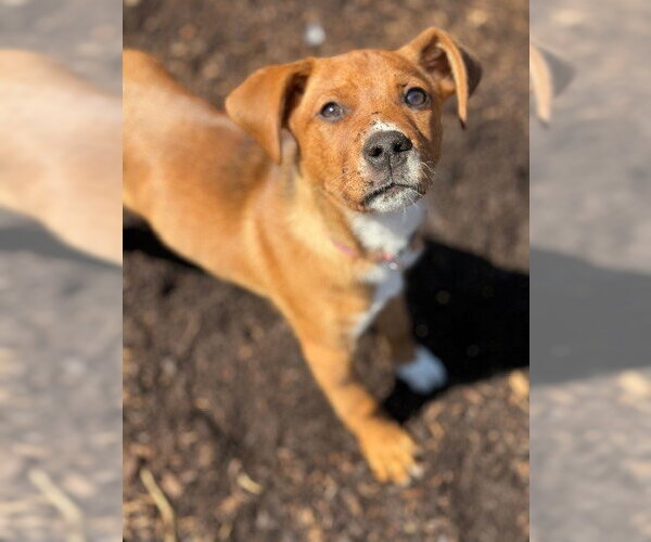 Medium Photo #17 Labrador Retriever-Unknown Mix Puppy For Sale in Brewster, NY, USA