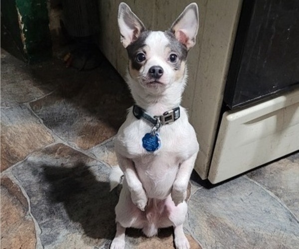 Medium Photo #1 Chihuahua Puppy For Sale in MIDDLEBURG, PA, USA