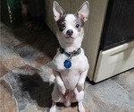 Small Photo #1 Chihuahua Puppy For Sale in MIDDLEBURG, PA, USA