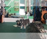 Small Photo #22 Schnauzer (Miniature) Puppy For Sale in CAMBRIDGE, MA, USA