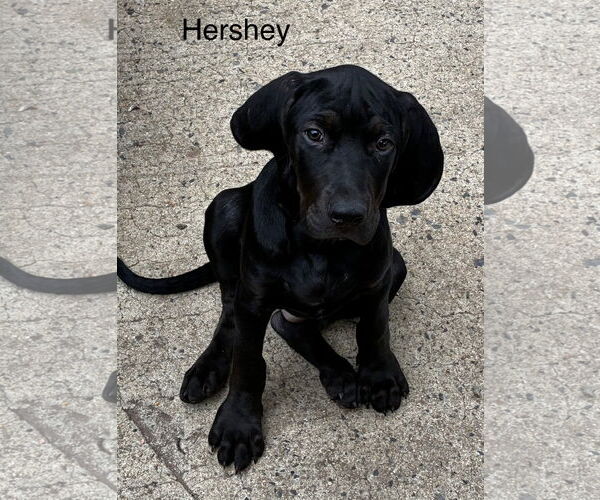 Medium Photo #3 Beagle-Spaniel Mix Puppy For Sale in Pottstown, PA, USA