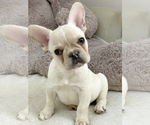 Small Photo #1 French Bulldog Puppy For Sale in CALDWELL, NJ, USA