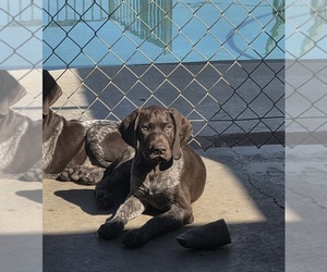 German Shorthaired Pointer Puppy for sale in NORCO, CA, USA
